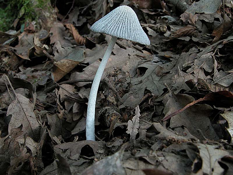 Due giorni di raccolta in 20 foto